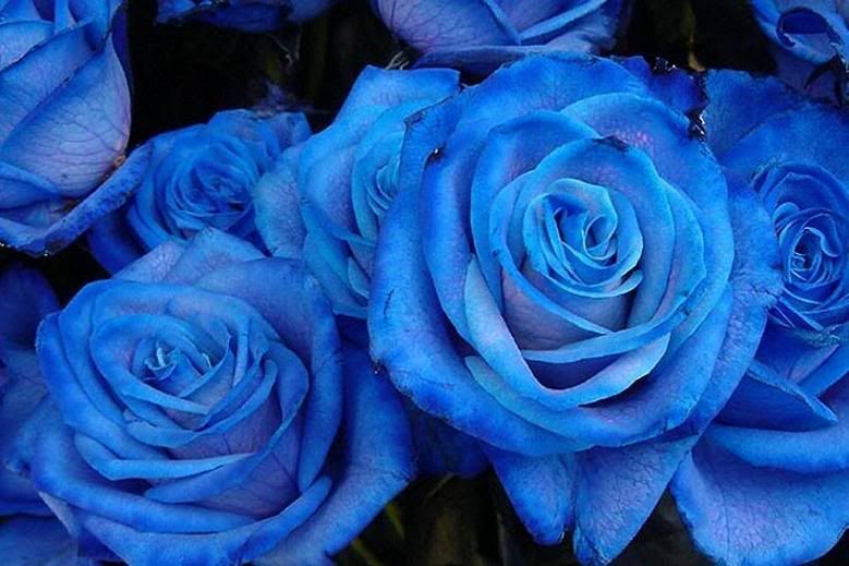 blue roses photo: Big Blue Roses blue-roses-sad-gloomy.jpg
