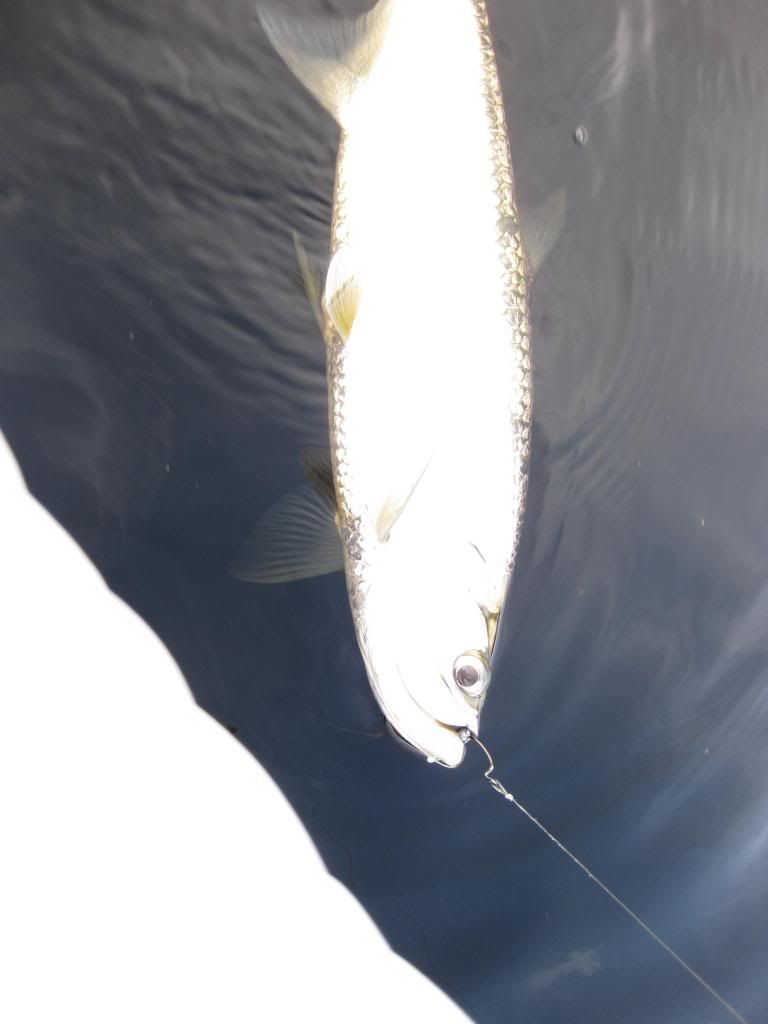 fishing107_zps38743918.jpg