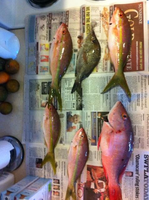 snappers_zps269fe007.jpg