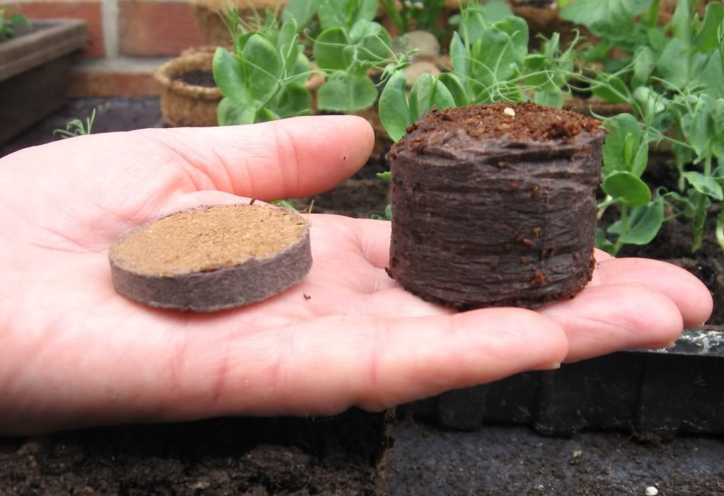 Coir pellets jiffy 7 pots plugs seed sowing 36mm peat free packs of 25