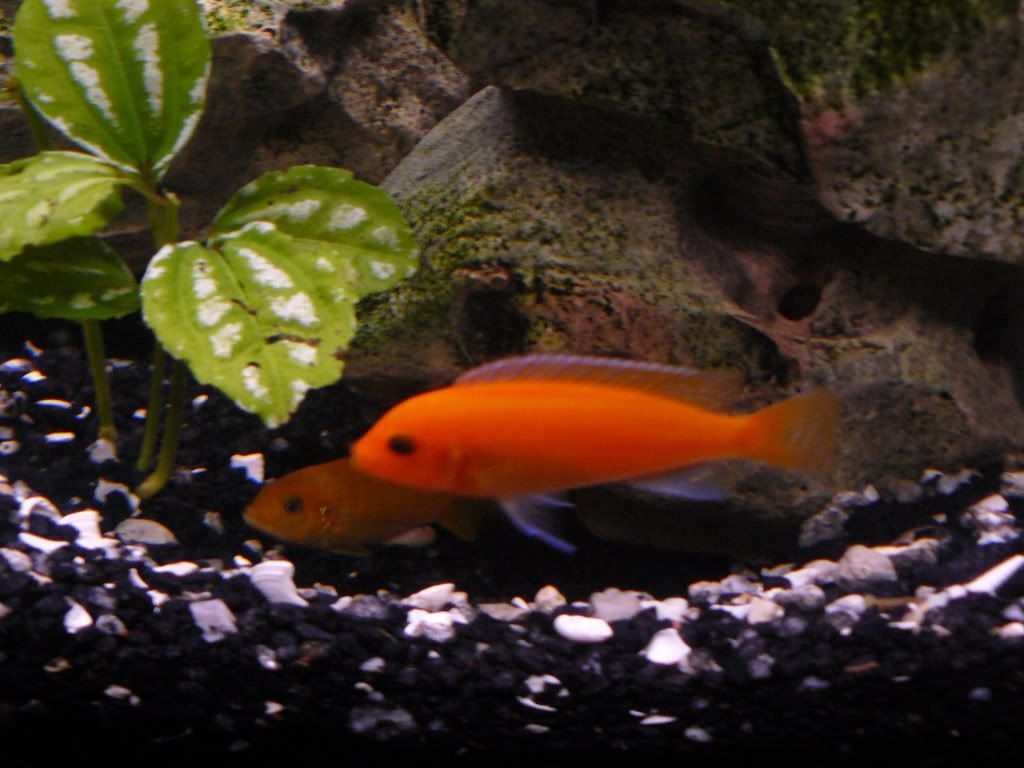 Red Zebra gender Cichlid Fish Forum