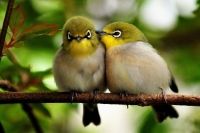Two-birds-in-love_zps42bf95fe.jpg