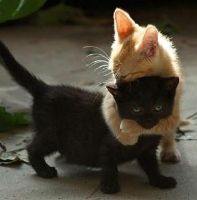 kitten-hugs_zps2b0f9b3e.jpg