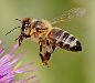 honeybee2-1.jpg