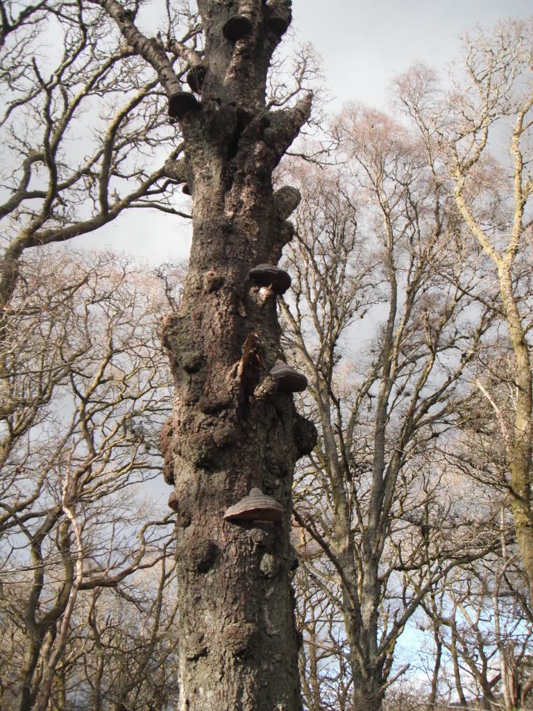 lochlomandapril2011091.jpg