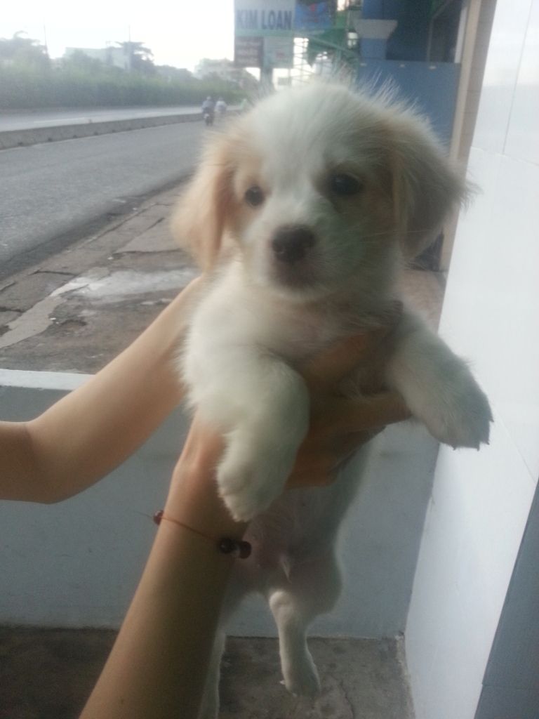 Q12 Bầy cún nhật lông xù cực xinh ra đi theo chủ mới đây!