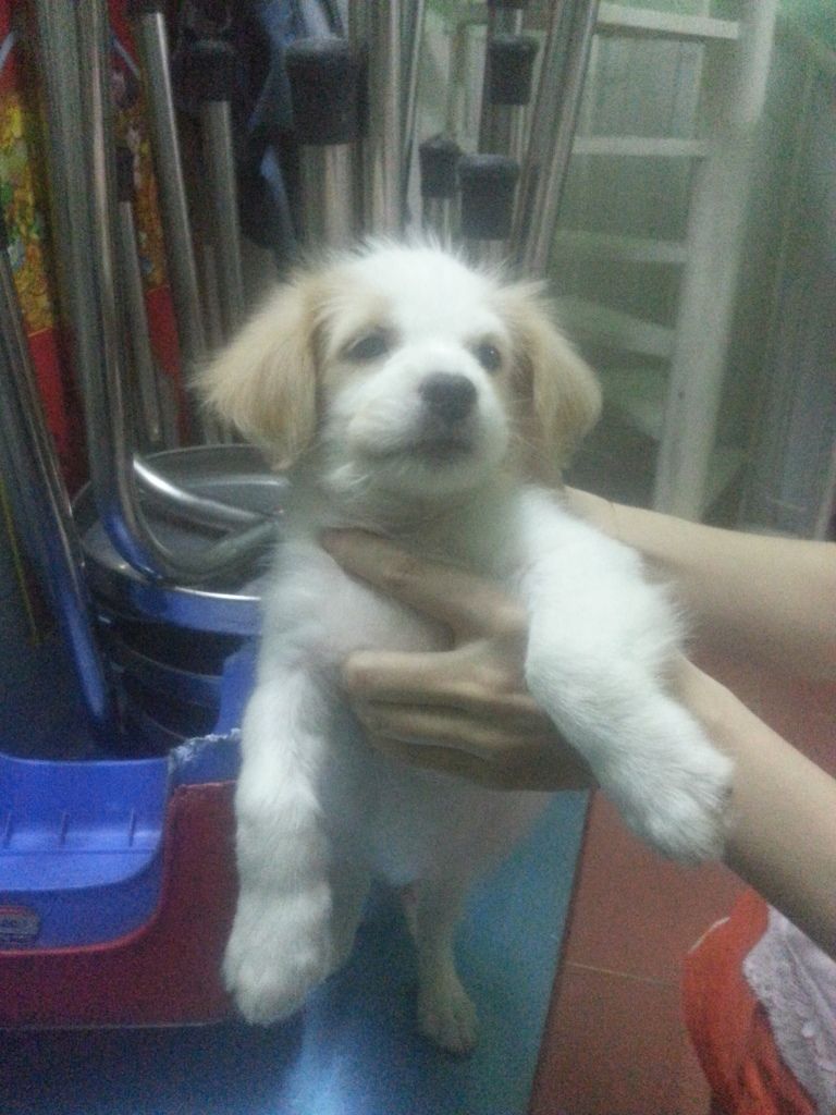 Q12 Bầy cún nhật lông xù cực xinh ra đi theo chủ mới đây! - 1