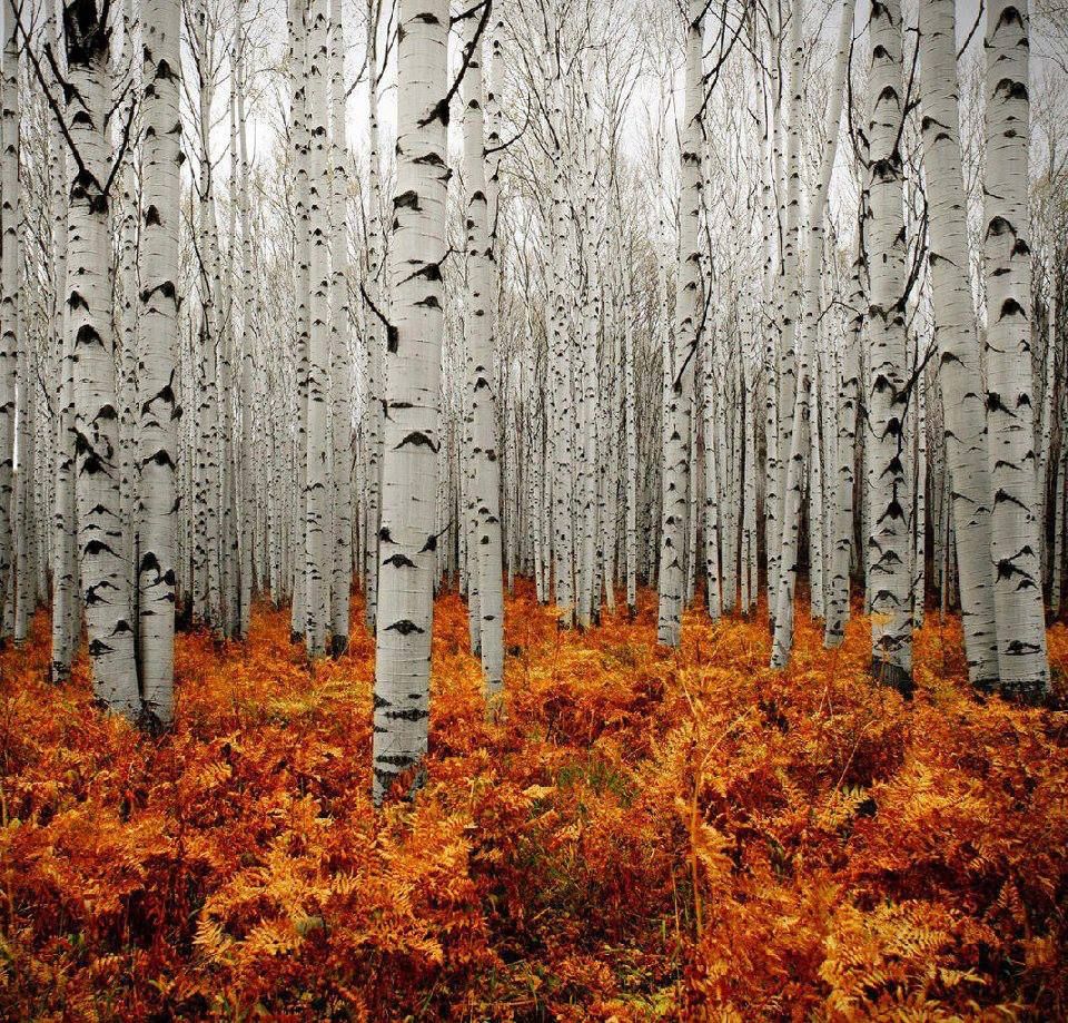 Silver Forest Colorado Photo by zonian522005 | Photobucket