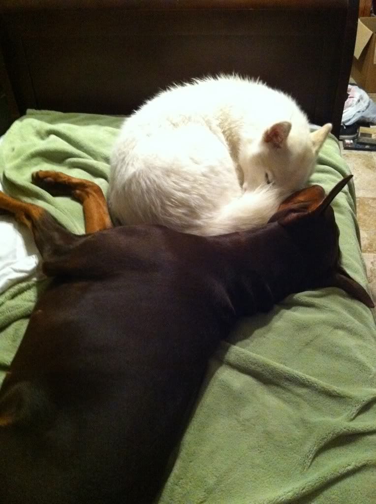 IMAGE: http://i1093.photobucket.com/albums/i432/GSDoberman86/66ca11c6.jpg