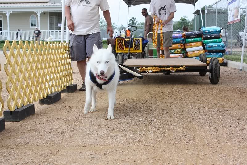 IMAGE: http://i1093.photobucket.com/albums/i432/GSDoberman86/IMG_1915web.jpg