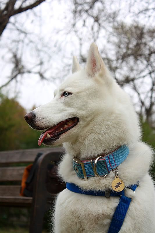 IMAGE: http://i1093.photobucket.com/albums/i432/GSDoberman86/dogpics140web-2.jpg