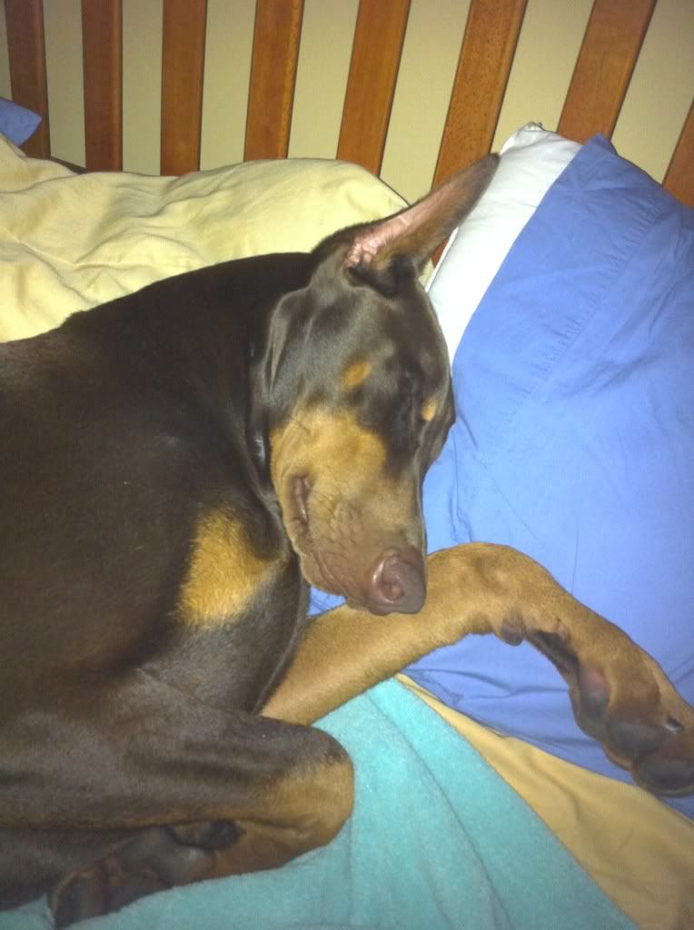 Dobes on Beds! Doberman Forum Doberman Breed Dog Forums