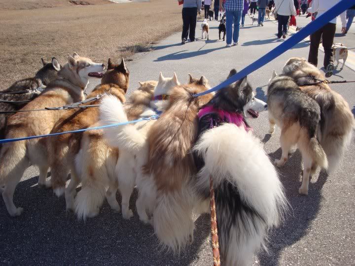 IMAGE: http://i1093.photobucket.com/albums/i432/GSDoberman86/race4.jpg