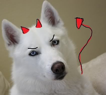 IMAGE: http://i1093.photobucket.com/albums/i432/GSDoberman86/reg6.jpg