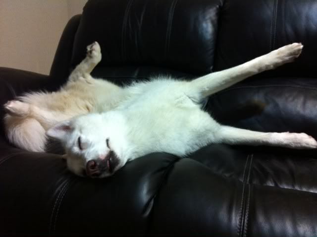 IMAGE: http://i1093.photobucket.com/albums/i432/GSDoberman86/zsleep.jpg