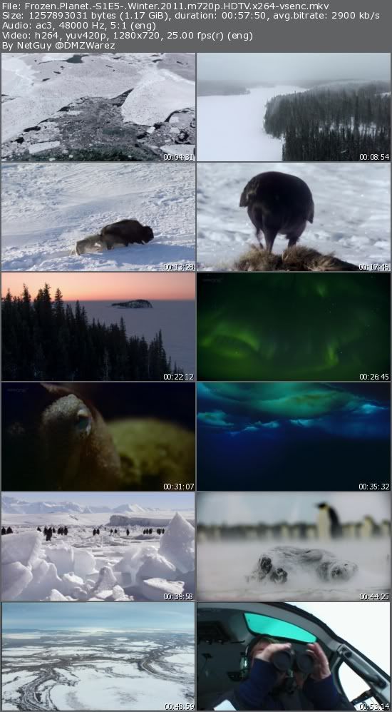 Frozen Planet - S1E5: Winter (2011) m720p HDTV x264-vsenc Frozen Planet - S1E5: Winter (2011) m720p HDTV x264-vsenc