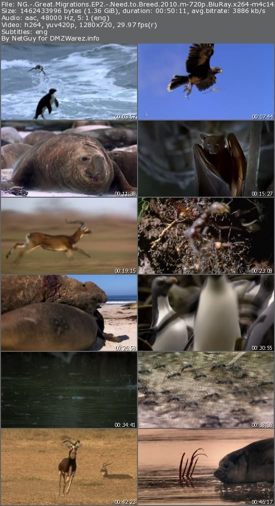 National Geographic - Great Migrations EP2: Need to Breed (2010) m-720p BluRay x264-m4c14k National Geographic - Great Migrations EP2: Need to Breed (2010) m-720p BluRay x264-m4c14k