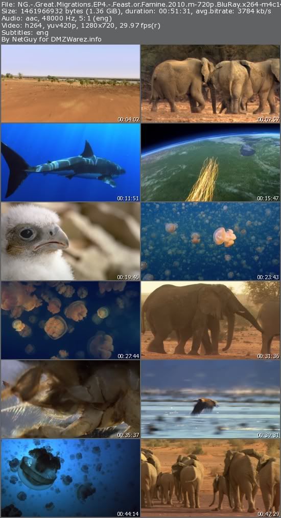 National Geographic - Great Migrations EP4: Feast or Famine (2010) m-720p BluRay x264-m4c14k National Geographic - Great Migrations EP4: Feast or Famine (2010) m-720p BluRay x264-m4c14k