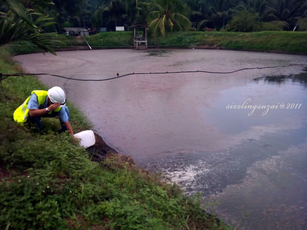 pome,palm oil effluent