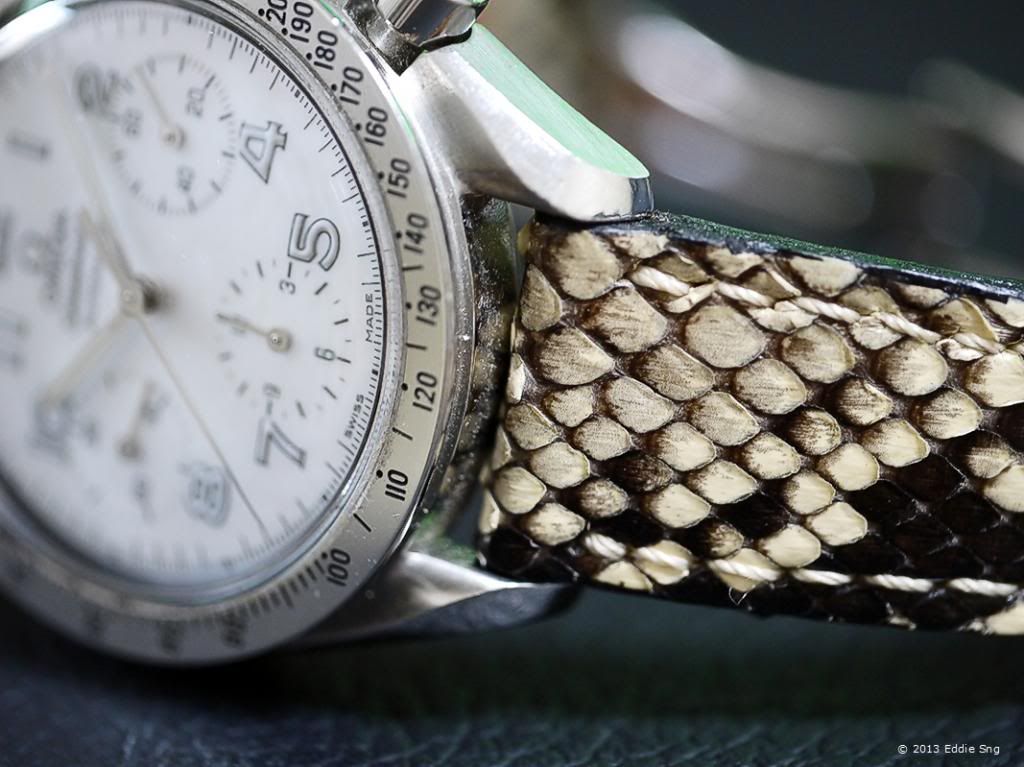 Snake Skin on Omega Speedy photo SnakeSkinonOmegaSpeedmaster.jpg