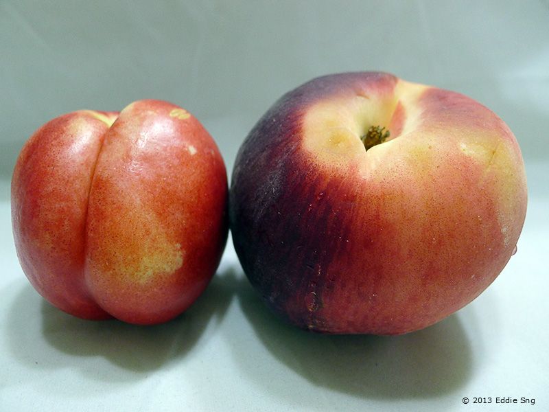 Comparison of Nectarine & Peach photo USAWhitePeachampNectarine01.jpg