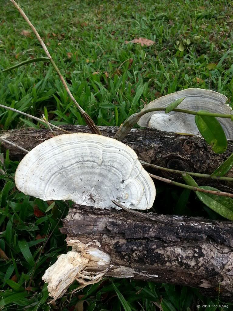 Toadstool Along Run Route photo FlowerAtLowerPeirce07.jpg