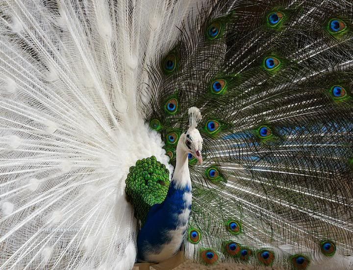 peacock Pictures, Images and Photos