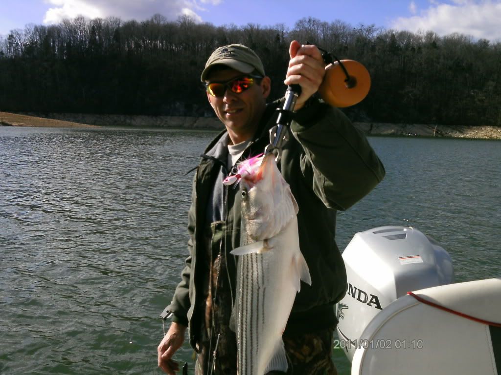 Fishing report striped bass East Tennessee Fishing