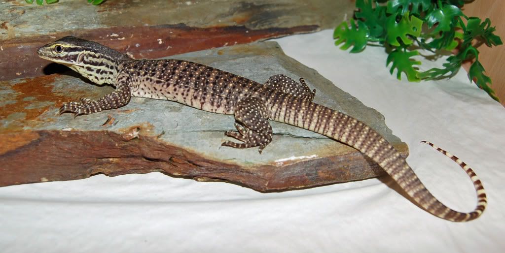 NW England Baby Argus monitor for Sale Reptile Forums