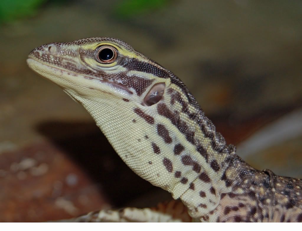 NW England Baby Argus monitor for Sale Reptile Forums