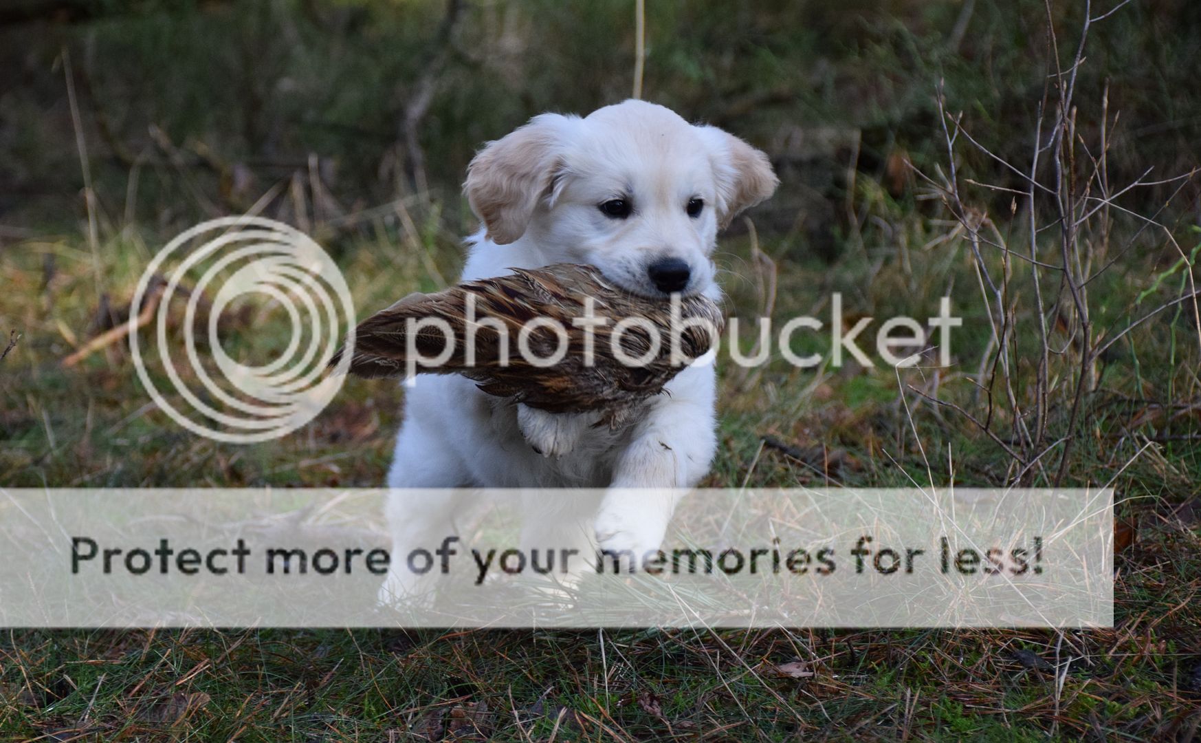 Photobucket - Video and Image Hosting